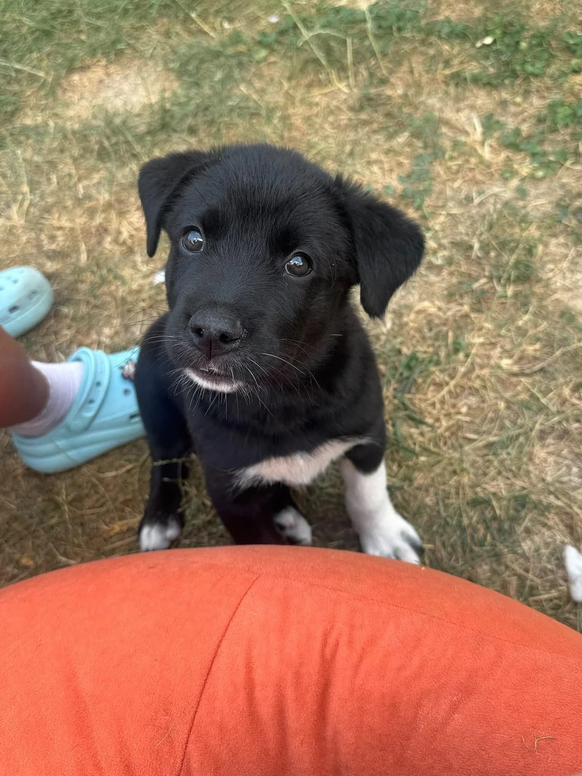 Jully, puppy Mixed Breed for adoption at Hundenothilfe-OWL e.V., Bielefeld