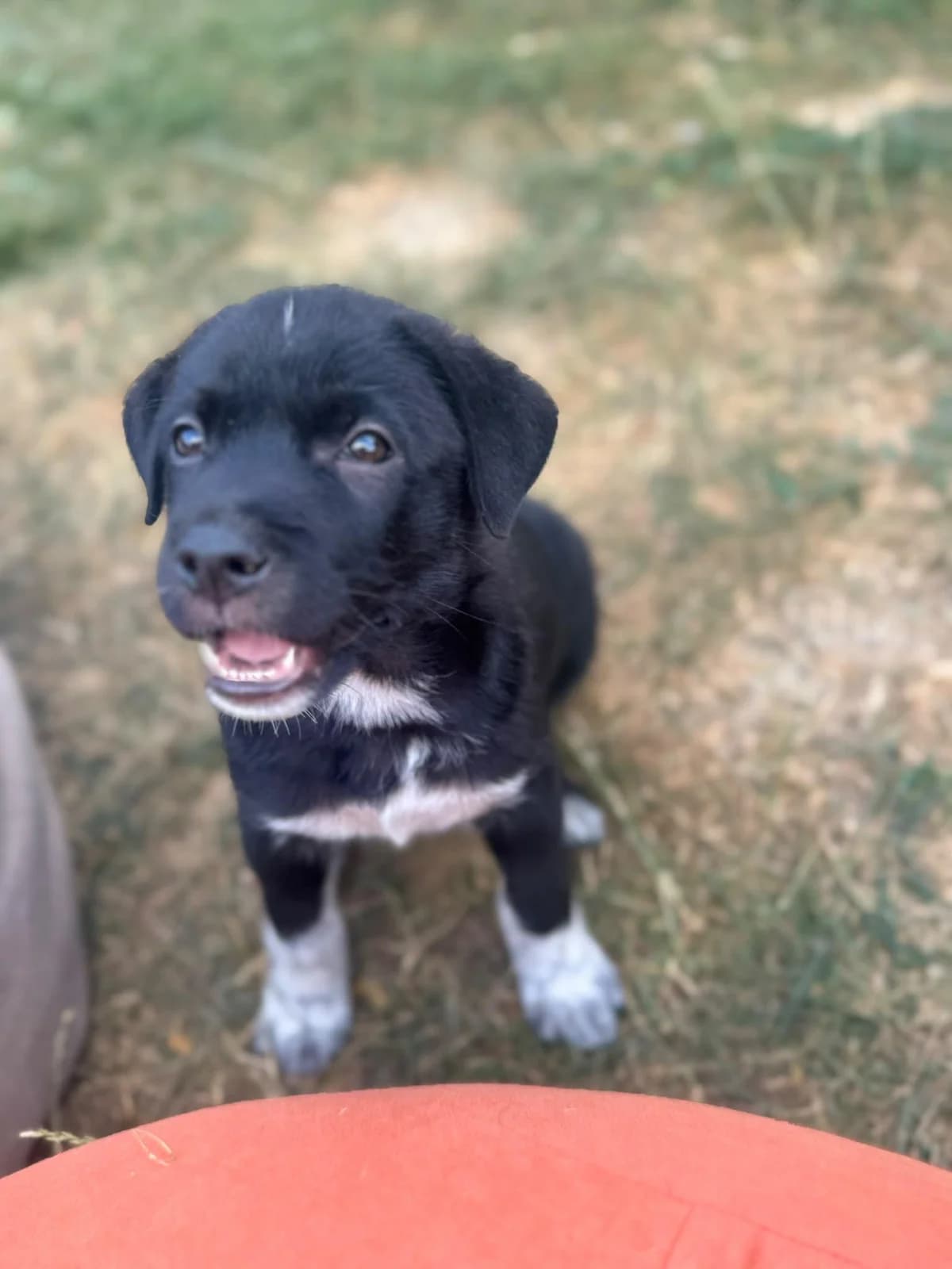 Olive, puppy Mixed Breed for adoption at Hundenothilfe-OWL e.V., Bielefeld