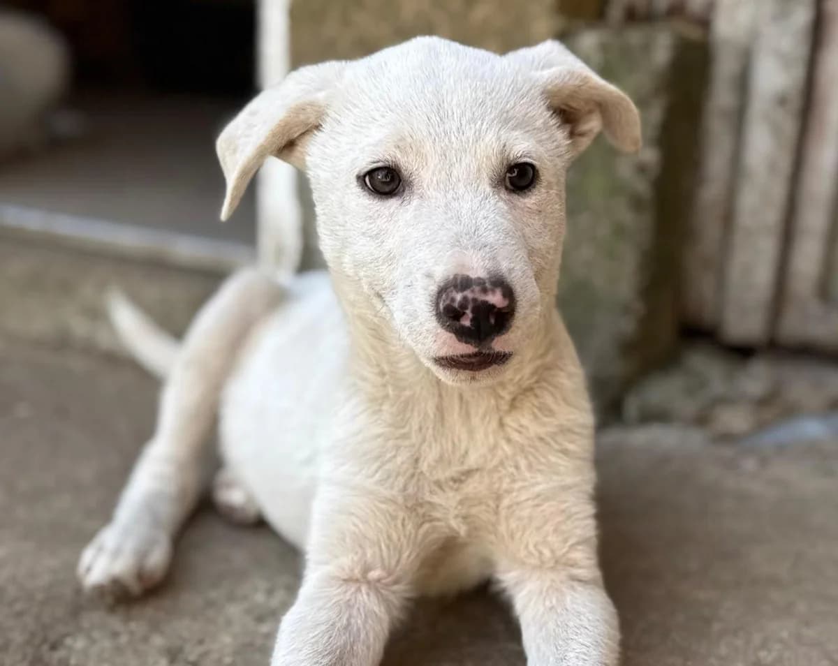 Silver, puppy Mixed Breed for adoption at Hundenothilfe-OWL e.V., Bielefeld