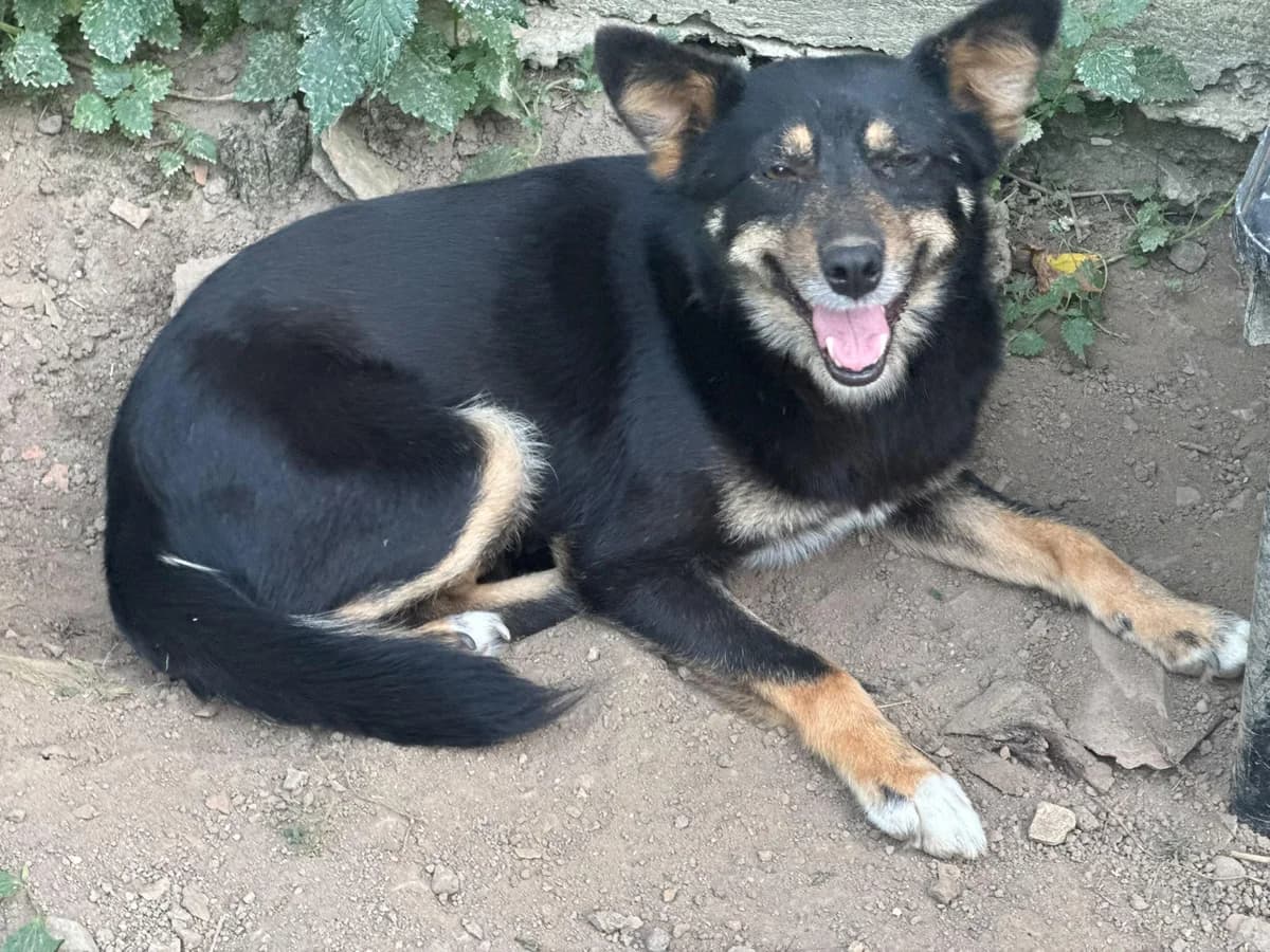 Aura, Mixed Breed for adoption at Hundenothilfe-OWL e.V., Bielefeld