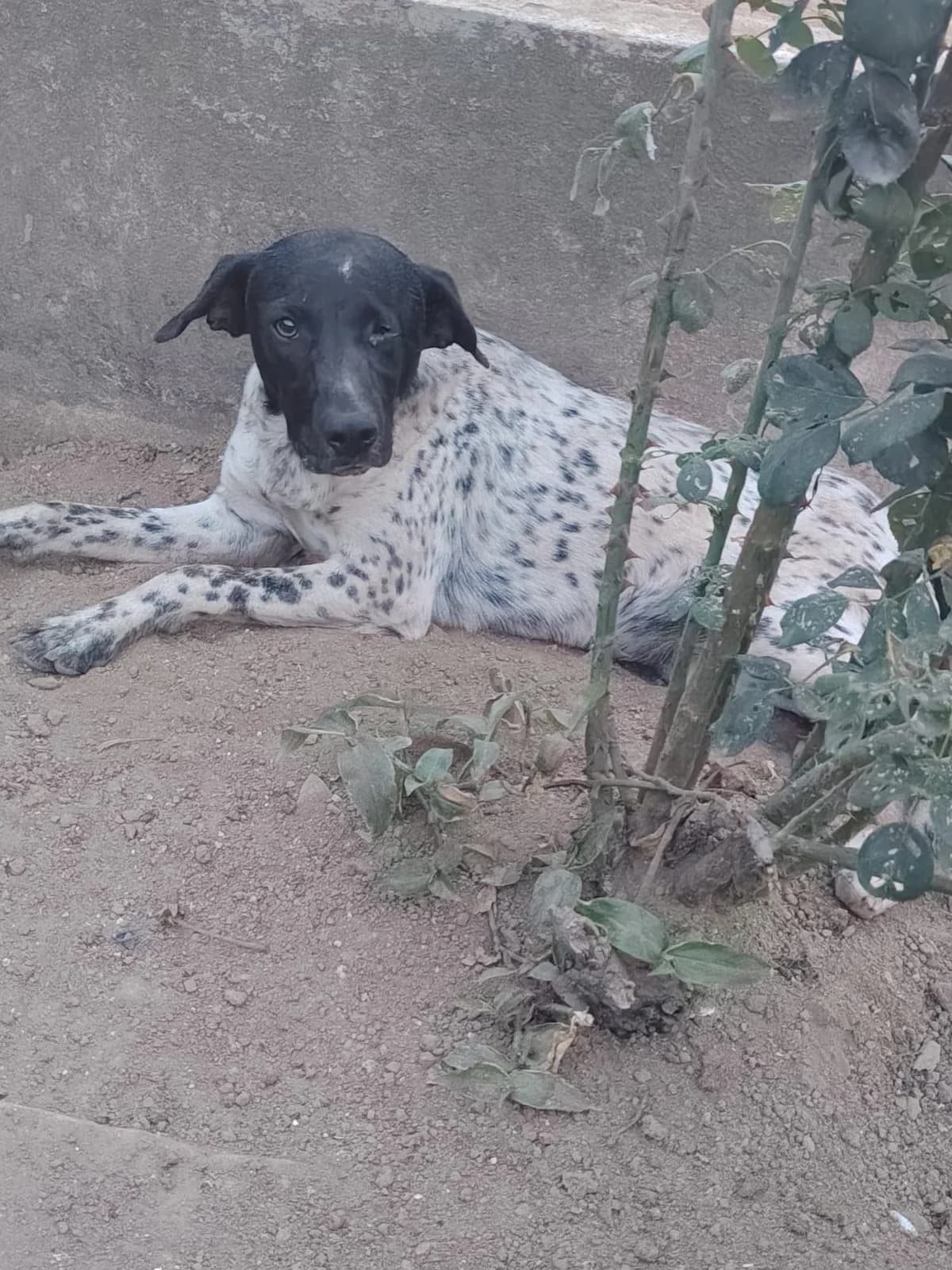 Hanni, Mixed Breed for adoption at Hundenothilfe-OWL e.V., Bielefeld