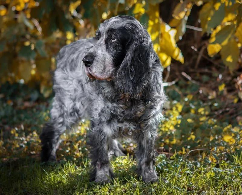 Lola, Mixed Breed for adoption at Hundenothilfe-OWL e.V., Bielefeld