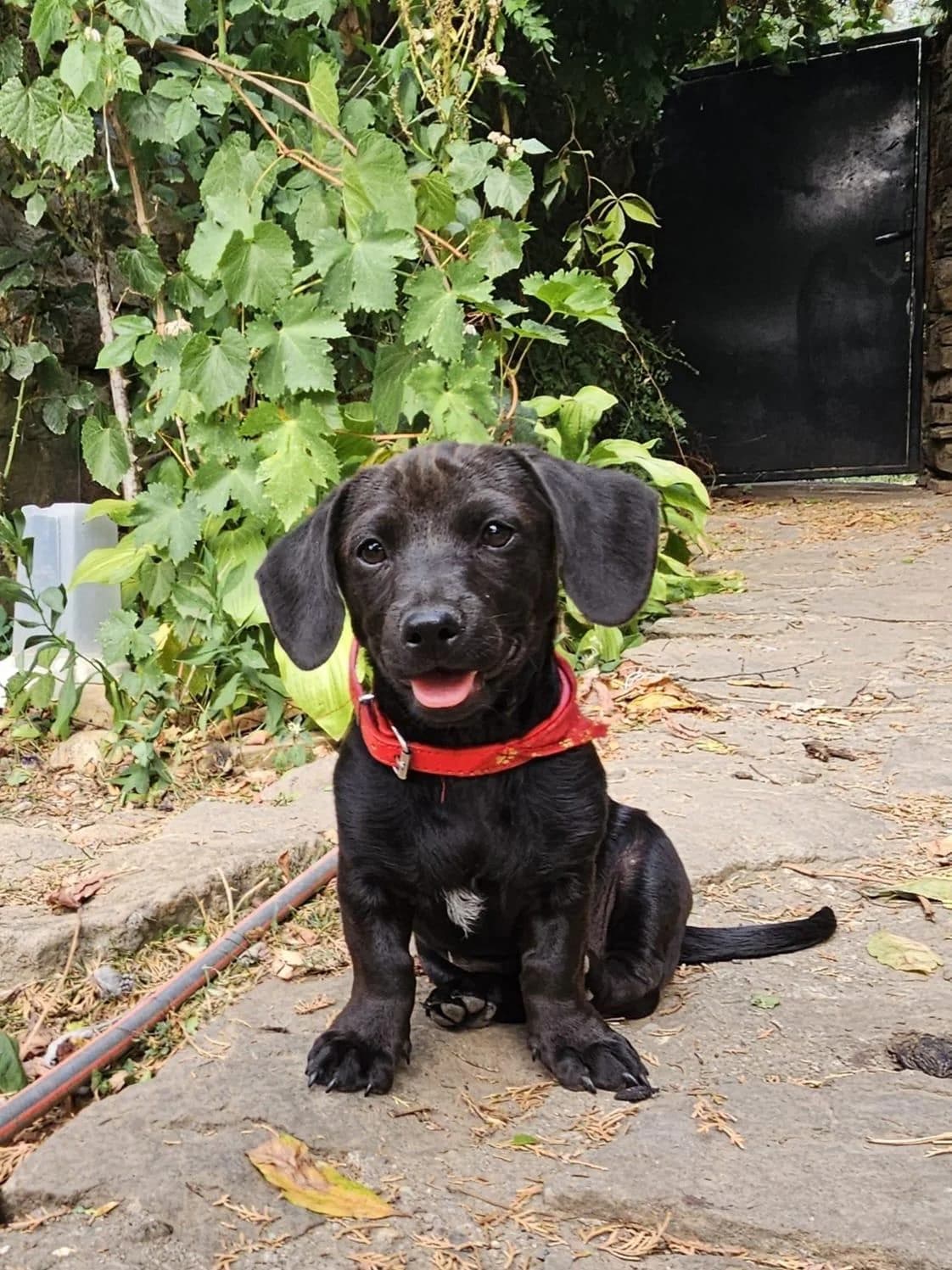 Lily, puppy Mixed Breed for adoption at Hundenothilfe-OWL e.V., Bielefeld