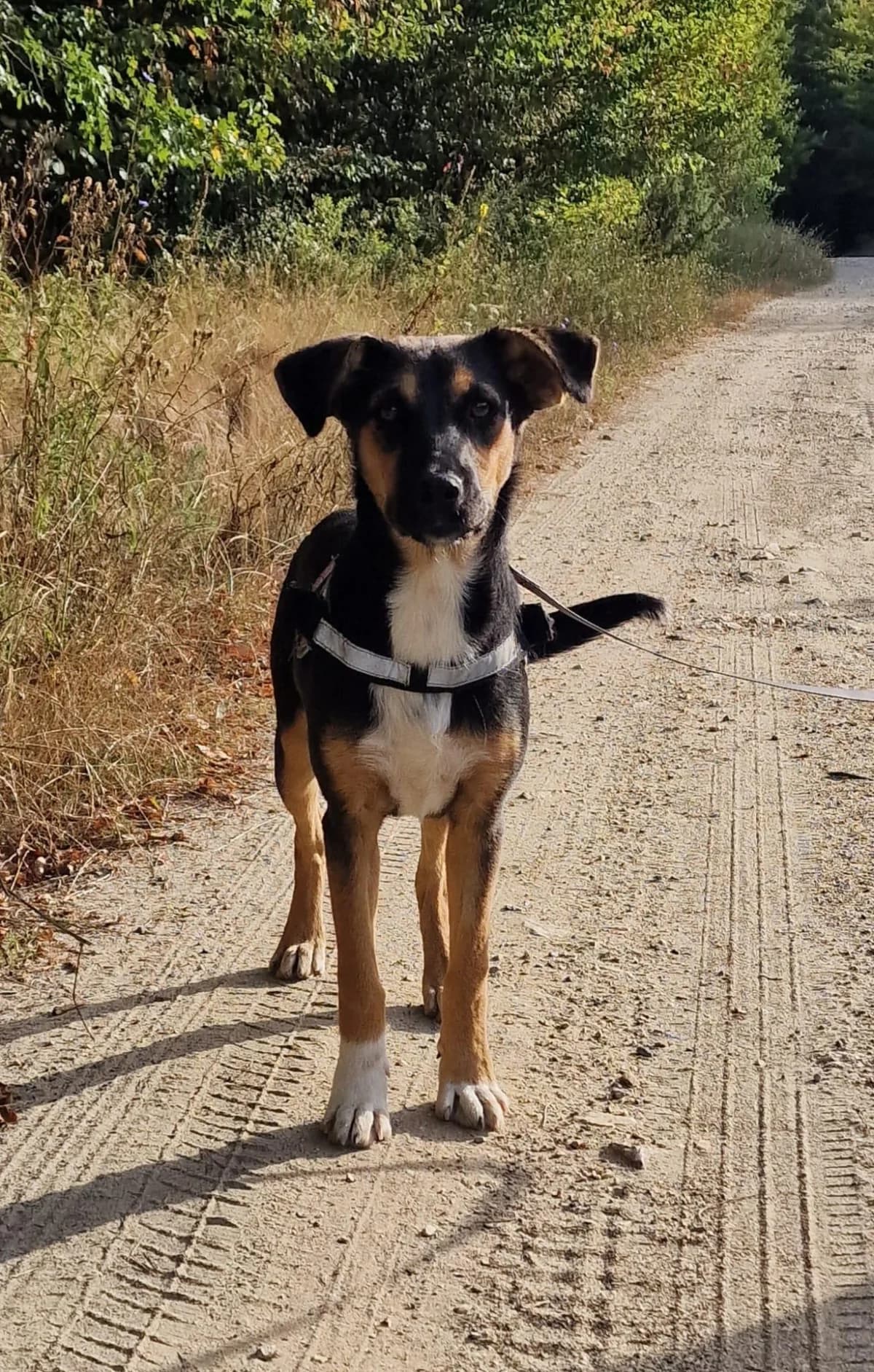 Necky, puppy Mixed Breed for adoption at Hundenothilfe-OWL e.V., Bielefeld