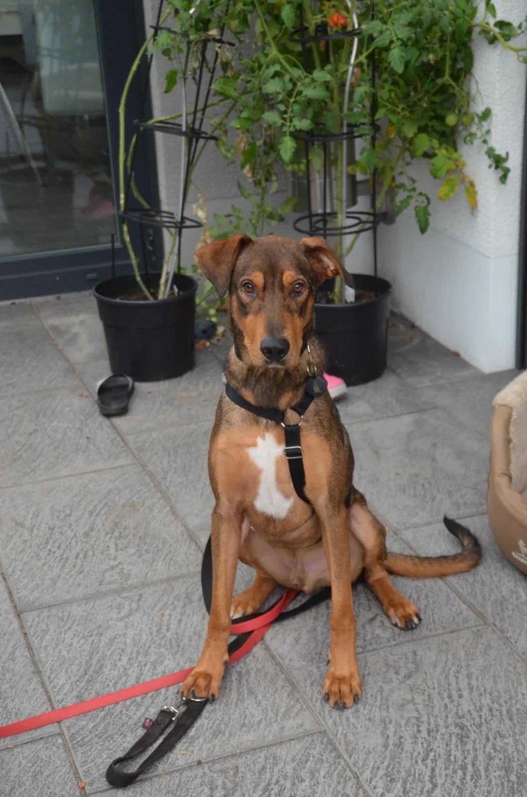 Bruno, Mixed Breed for adoption at Hundenothilfe-OWL e.V., Bielefeld