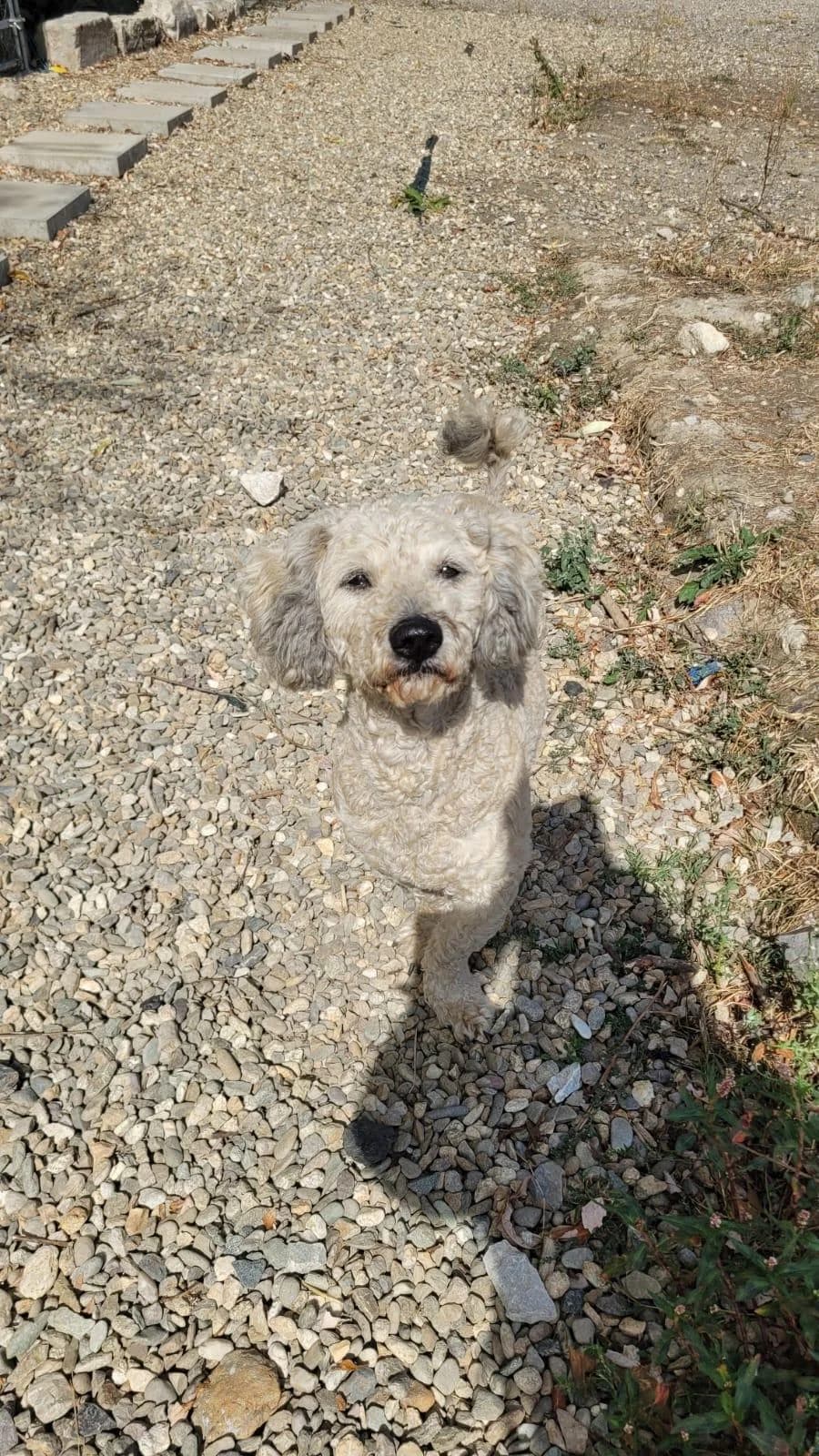 Pufi, Mixed Breed for adoption at Hundenothilfe-OWL e.V., Bielefeld