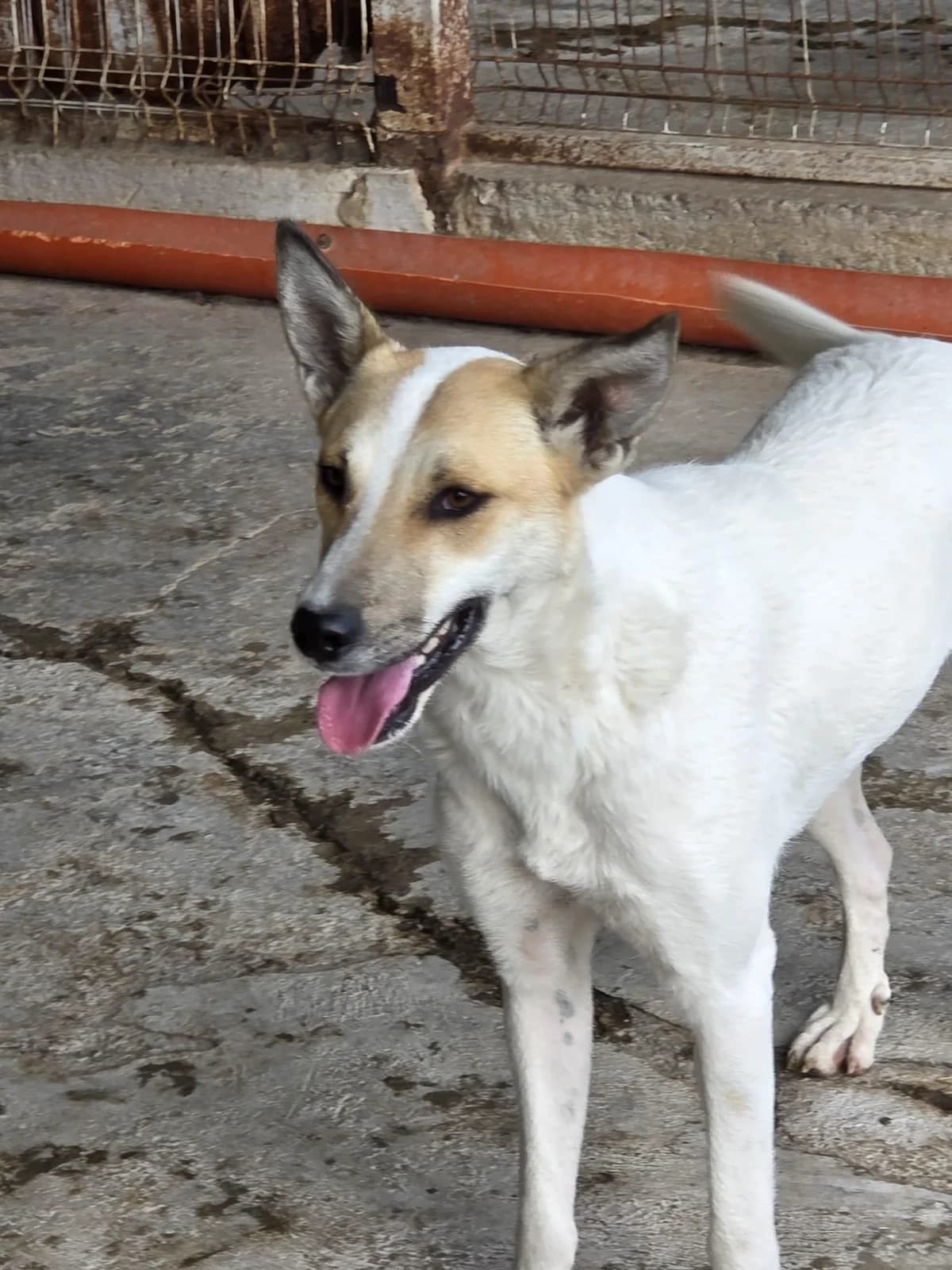 Amy, Mixed Breed for adoption at Hundenothilfe-OWL e.V., Bielefeld