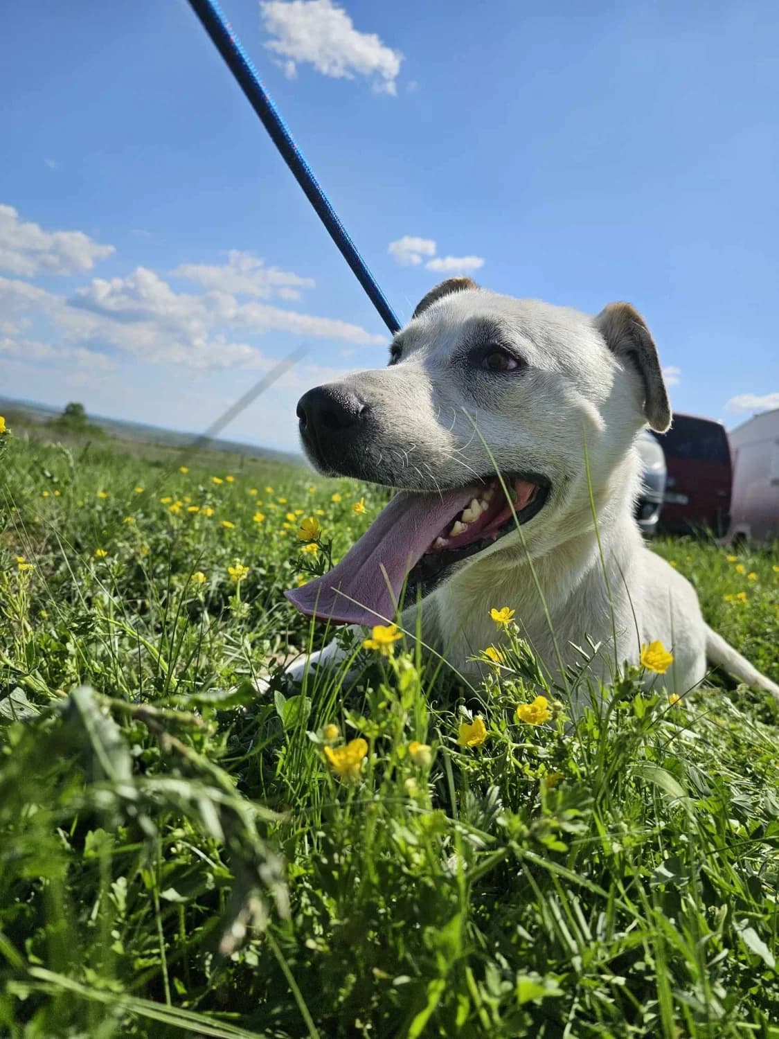 Cosmo, Mixed Breed for adoption at Hundenothilfe Frankreich e.V., Isernhagen