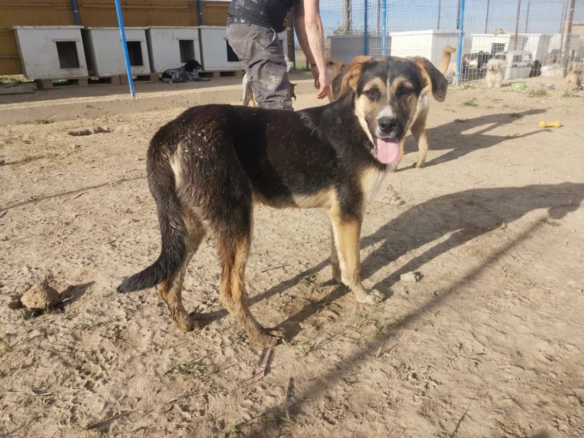 Goofy, male 3yo Mixed Breed for adoption at Hundenothilfe Frankreich e.V., Isernhagen
