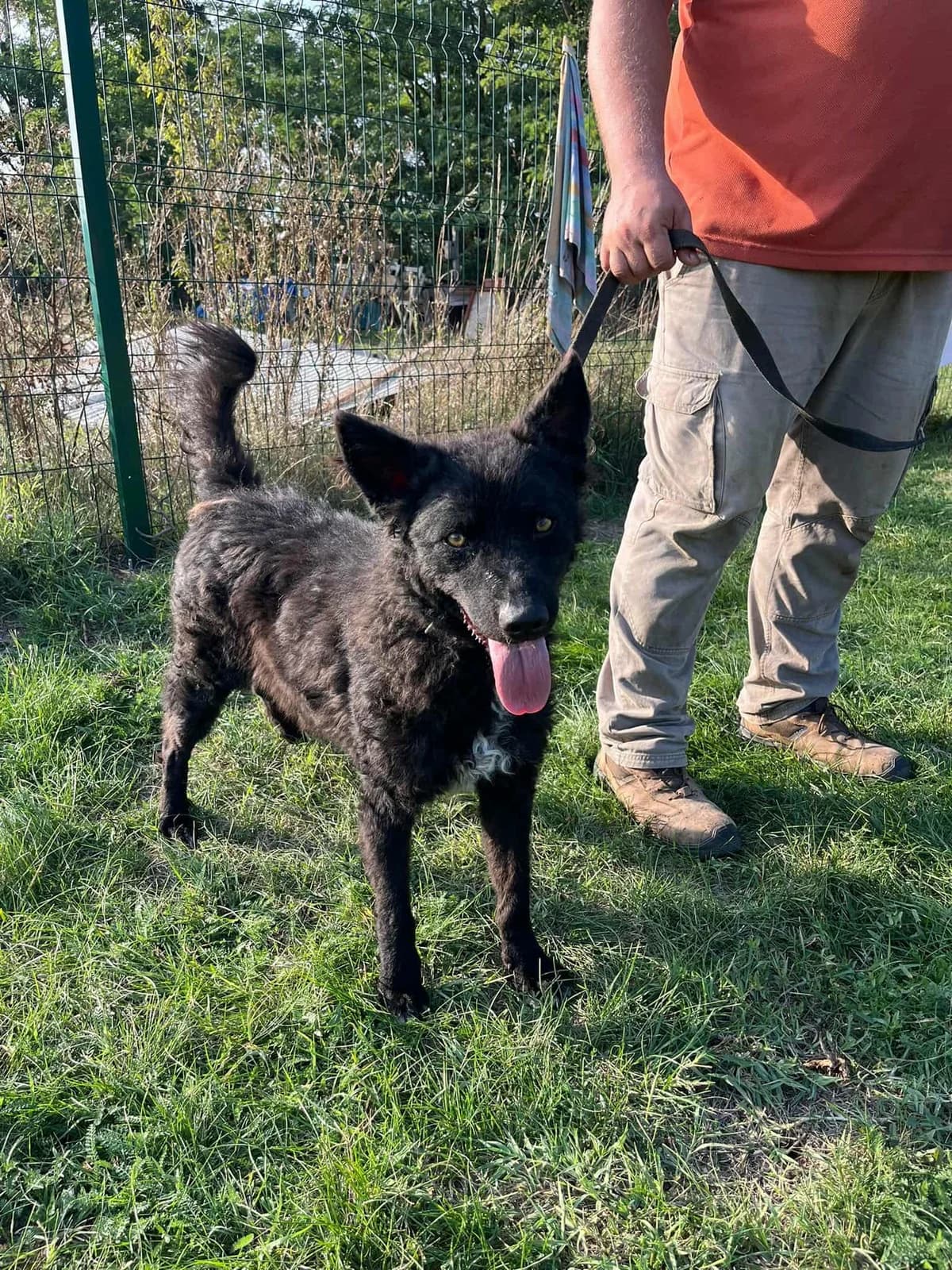 Abel B, male young Mixed Breed for adoption at Hundepfoten Steinfurt e.V., Nordwalde