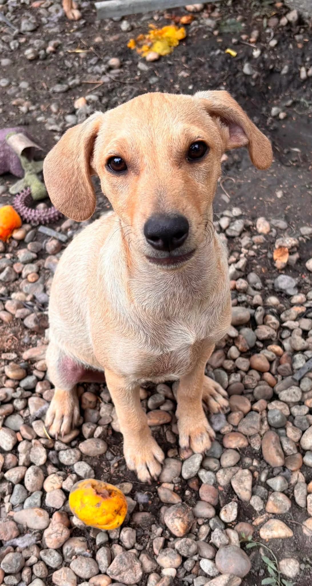 👉 Zurück, puppy Mixed Breed for adoption at Hundepfoten Steinfurt e.V., Nordwalde