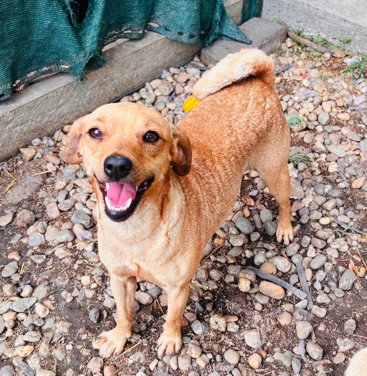 Afonya T, female puppy Mixed Breed for adoption at Hundepfoten Steinfurt e.V., Nordwalde