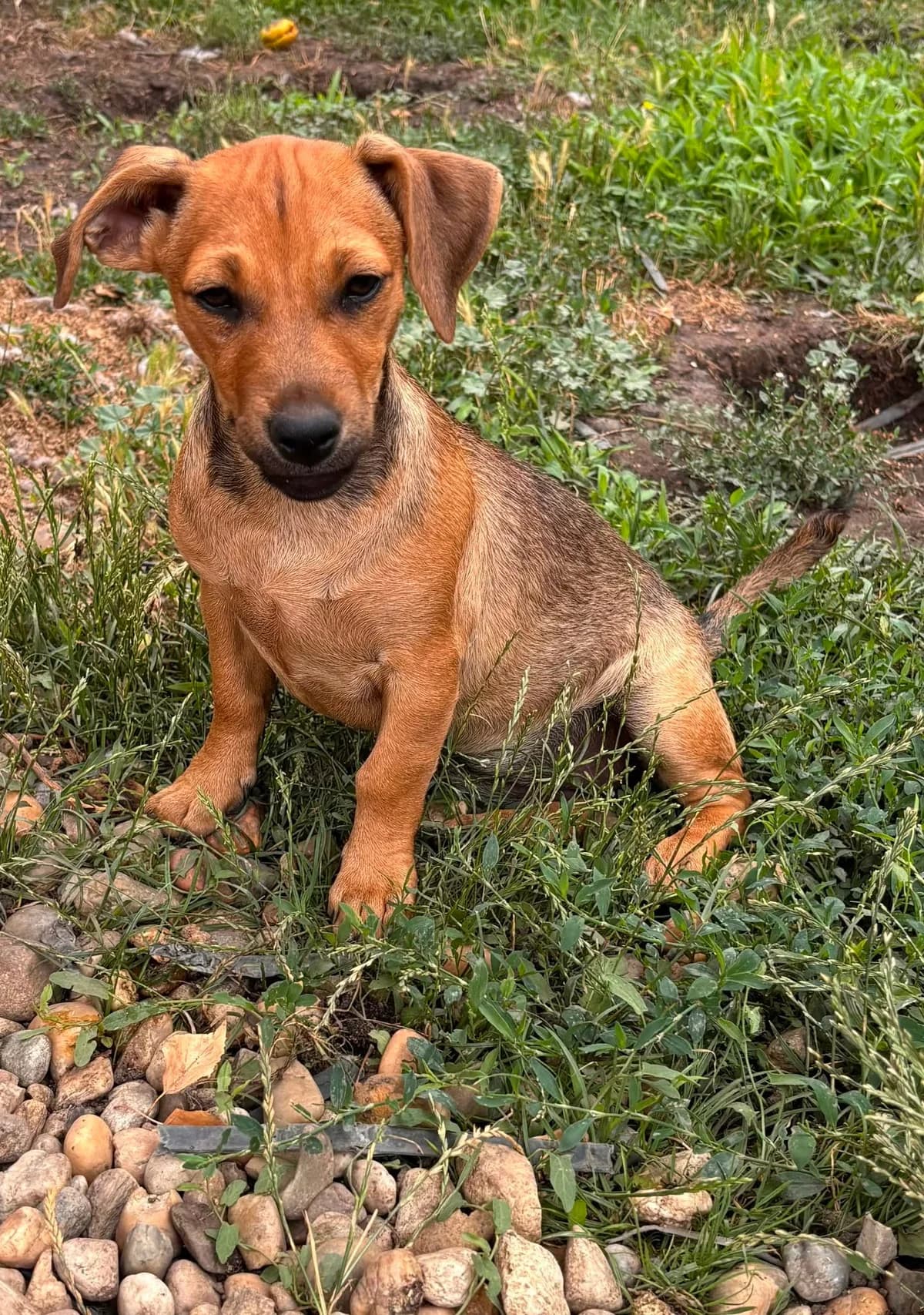 Agota T, female Mixed Breed for adoption at Hundepfoten Steinfurt e.V., Nordwalde