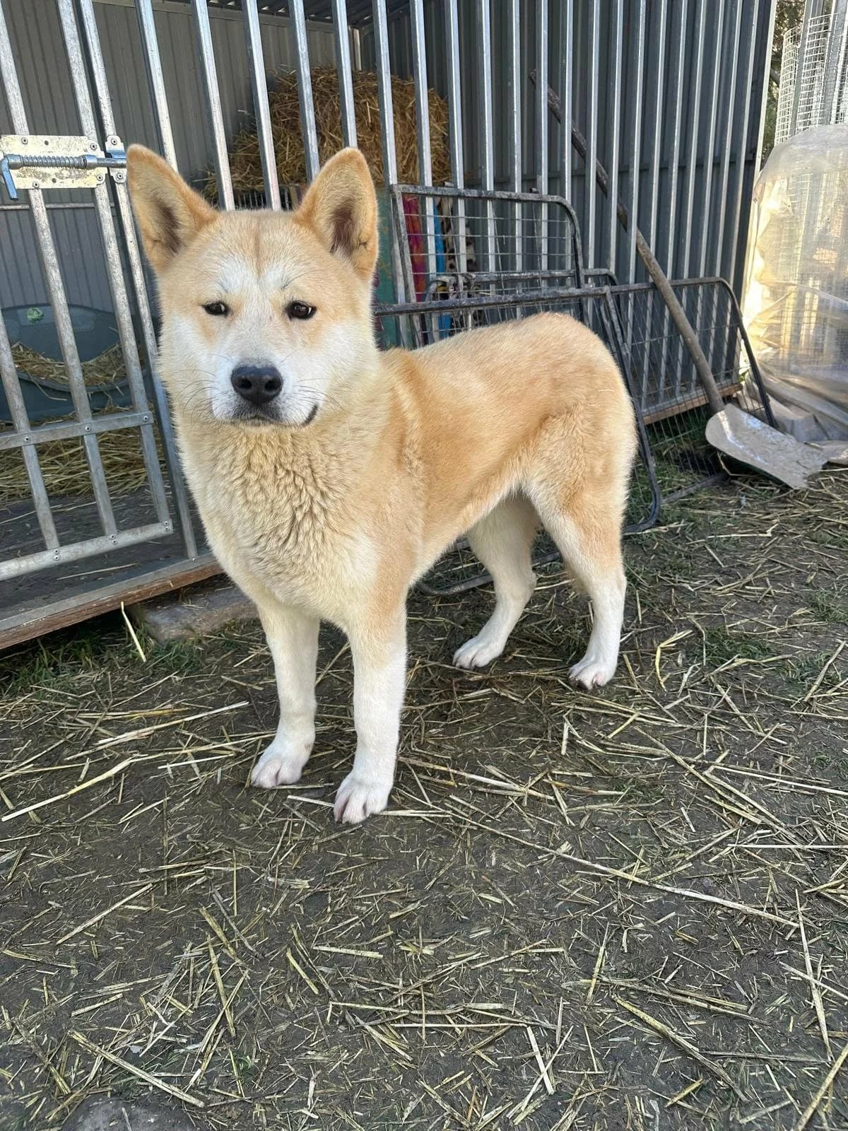 Akira T, female young Mixed Breed for adoption at Hundepfoten Steinfurt e.V., Nordwalde