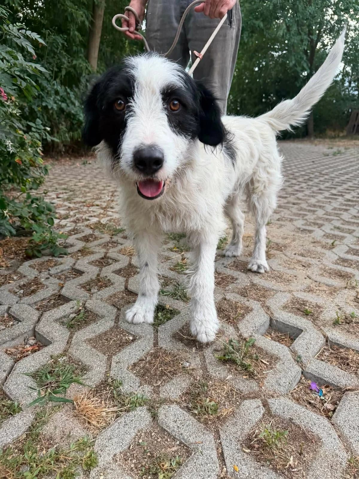 Albert T, male 3yo Mixed Breed for adoption at Hundepfoten Steinfurt e.V., Nordwalde