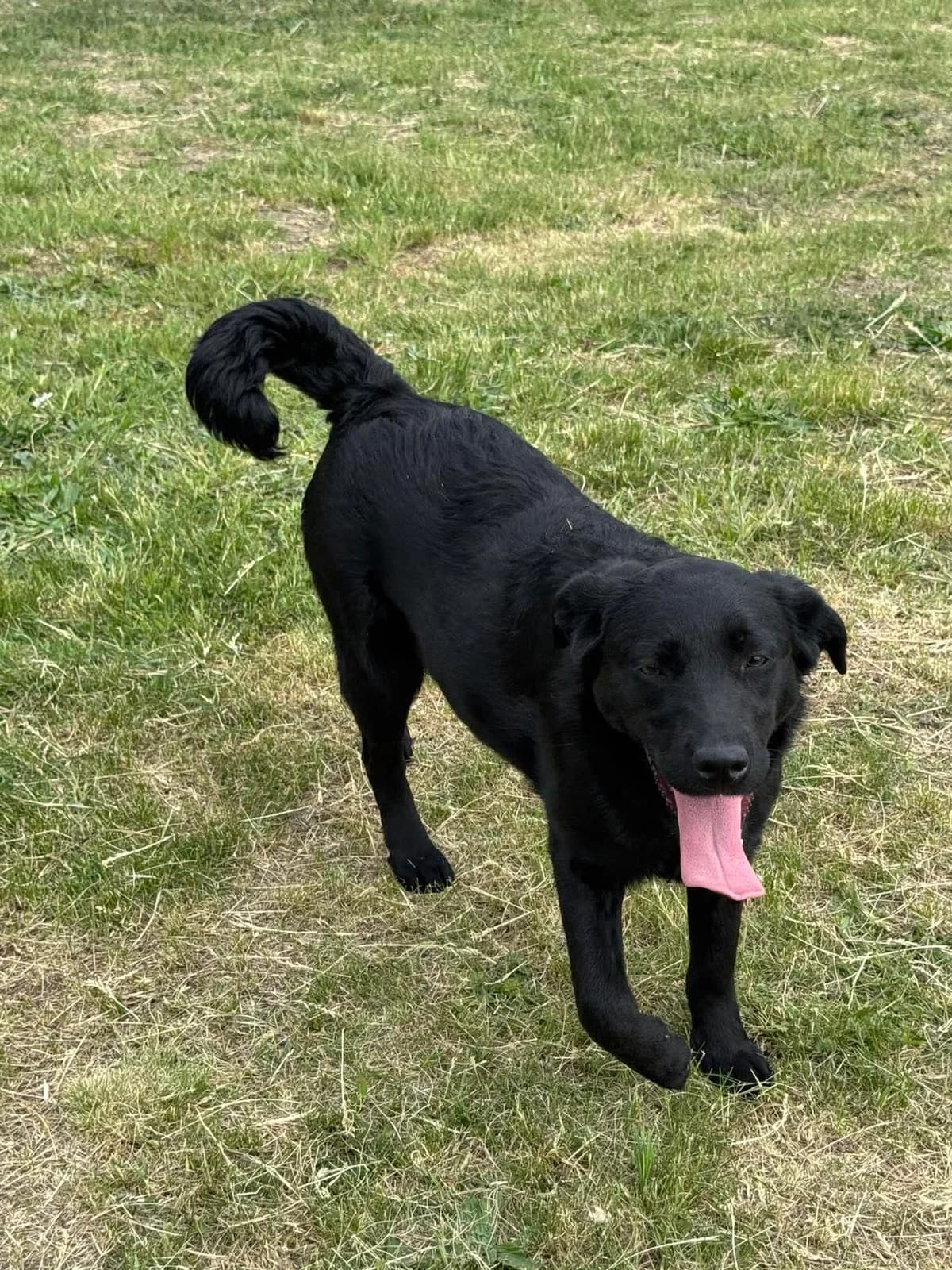 Annus B, female Mixed Breed for adoption at Hundepfoten Steinfurt e.V., Nordwalde