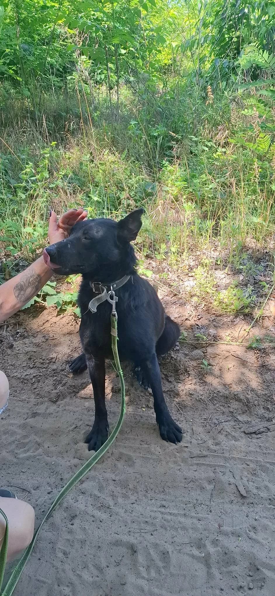 Apollo BE, male Mixed Breed for adoption at Hundepfoten Steinfurt e.V., Nordwalde