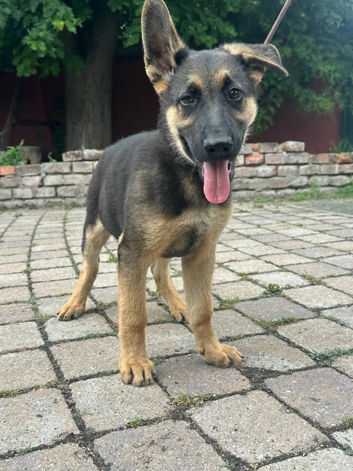 Apollo T, puppy Mixed Breed for adoption at Hundepfoten Steinfurt e.V., Nordwalde