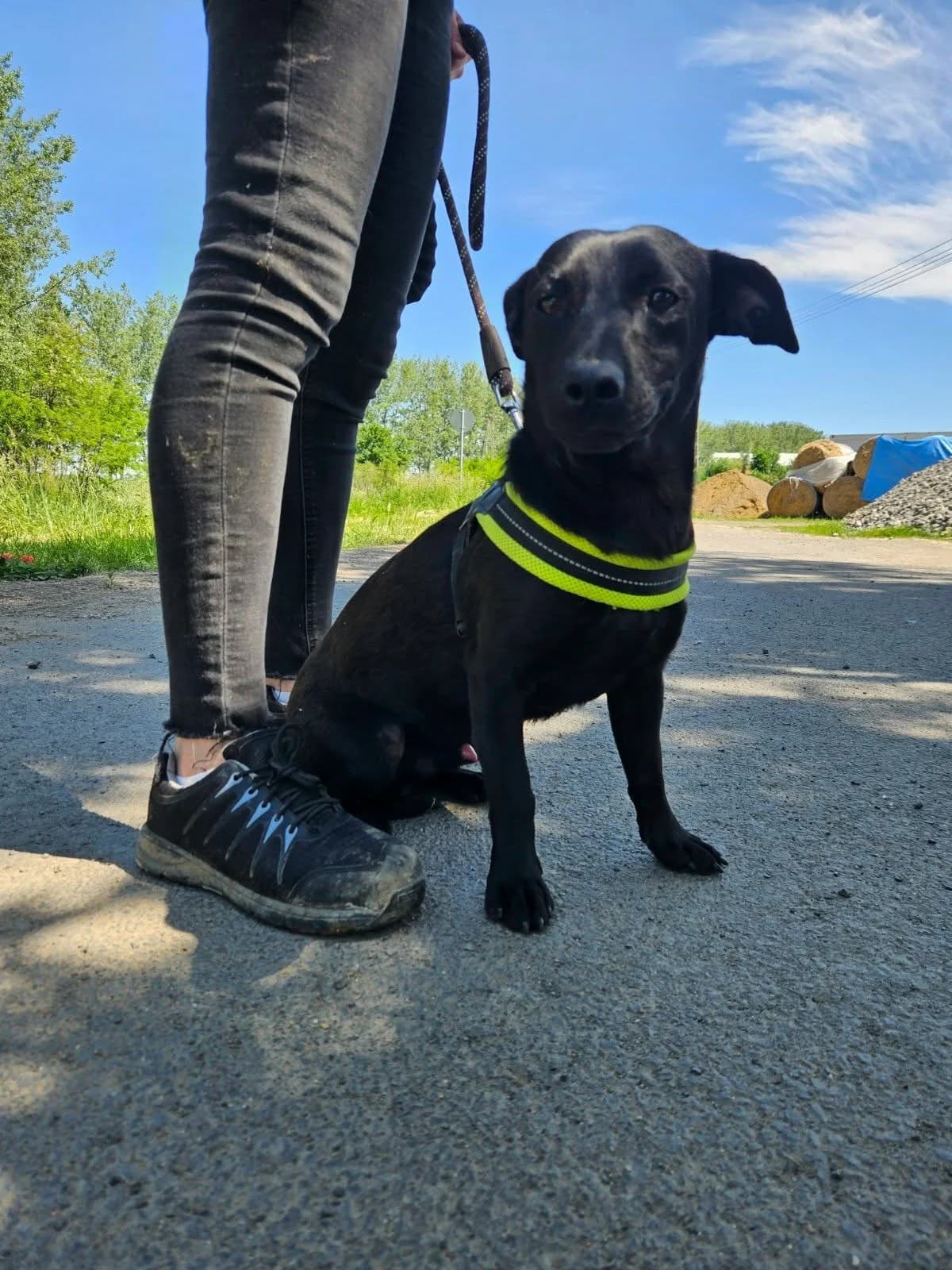 Aqua C, male puppy Mixed Breed for adoption at Hundepfoten Steinfurt e.V., Nordwalde