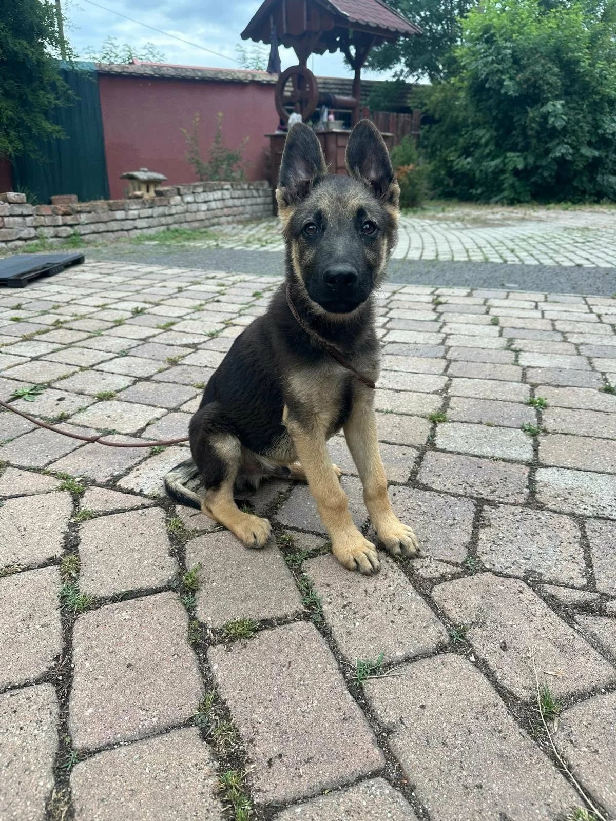 Argo T, puppy Mixed Breed for adoption at Hundepfoten Steinfurt e.V., Nordwalde