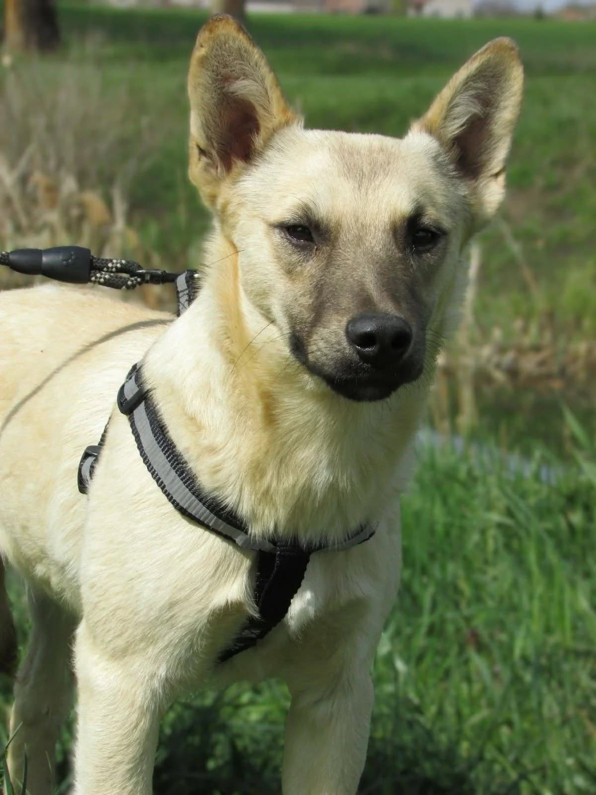 Aron C, male Mixed Breed for adoption at Hundepfoten Steinfurt e.V., Nordwalde