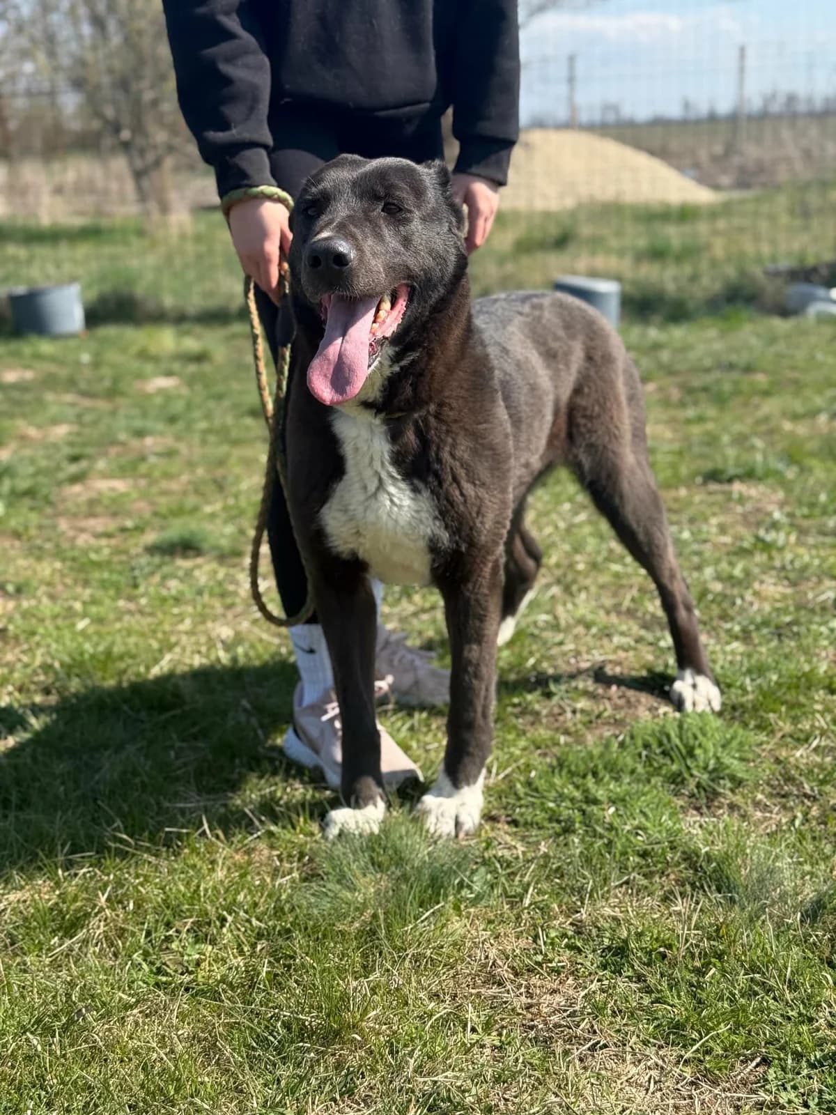 Athena B, female Mixed Breed for adoption at Hundepfoten Steinfurt e.V., Nordwalde