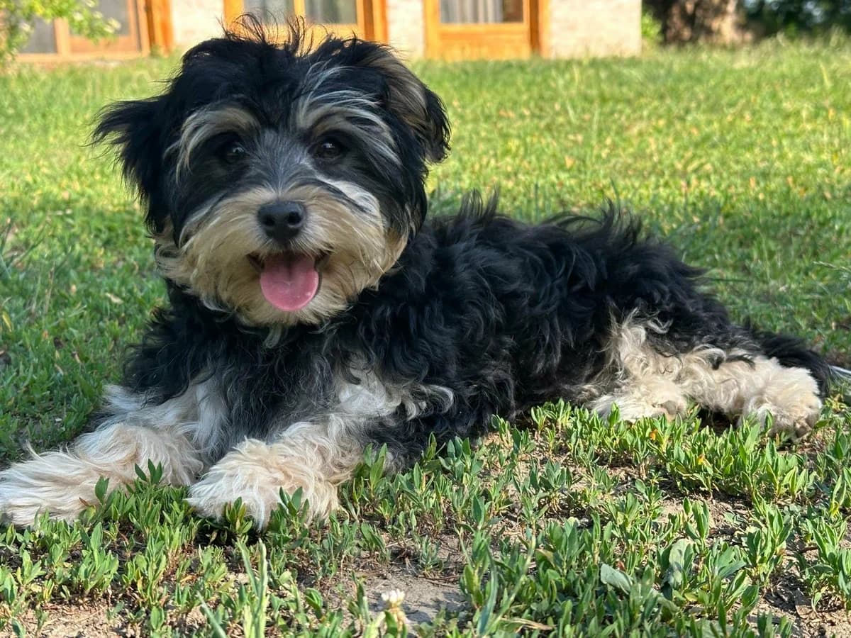 Bence T, male puppy Mixed Breed for adoption at Hundepfoten Steinfurt e.V., Nordwalde