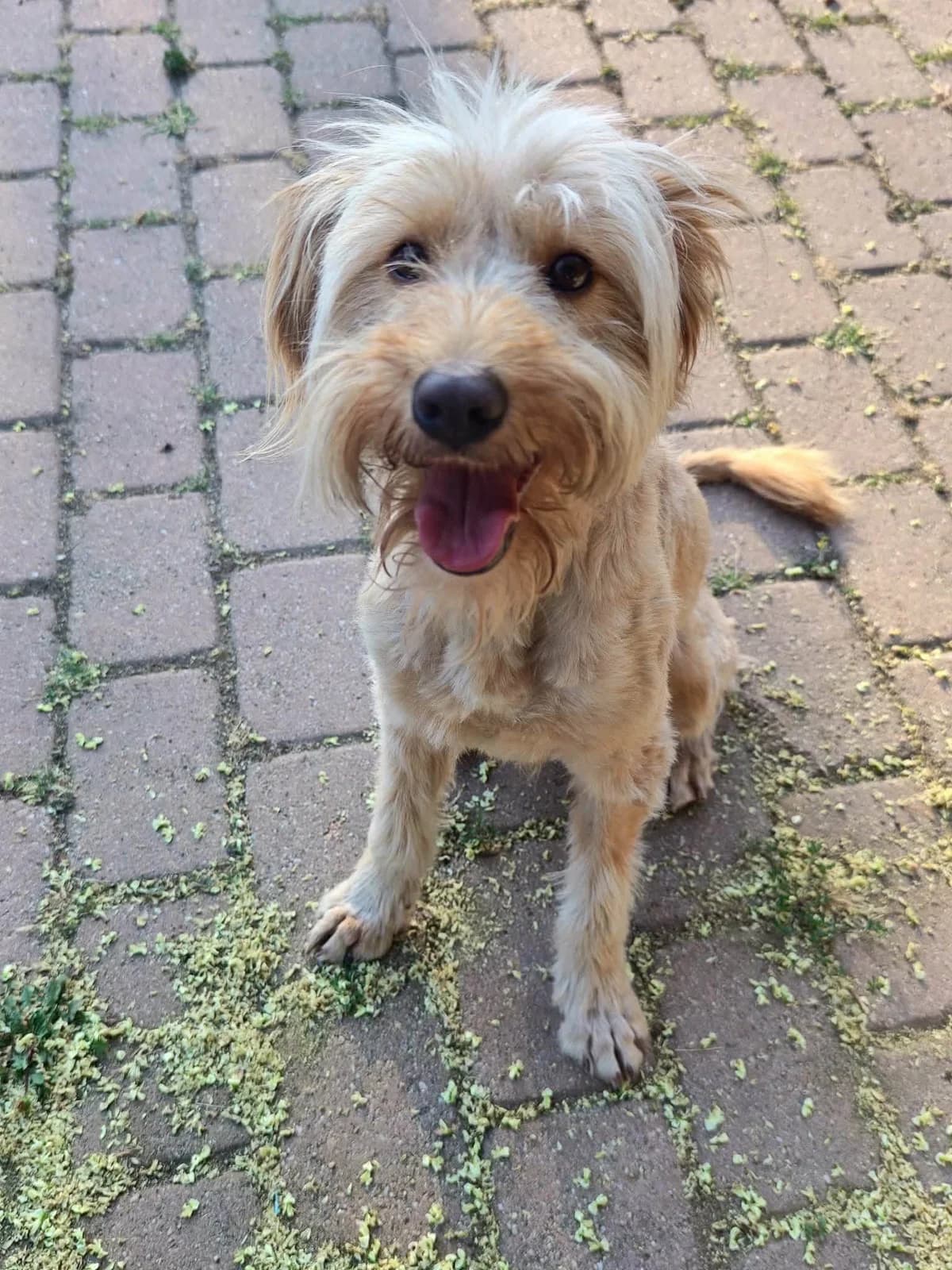 Benö T, male puppy Mixed Breed for adoption at Hundepfoten Steinfurt e.V., Nordwalde