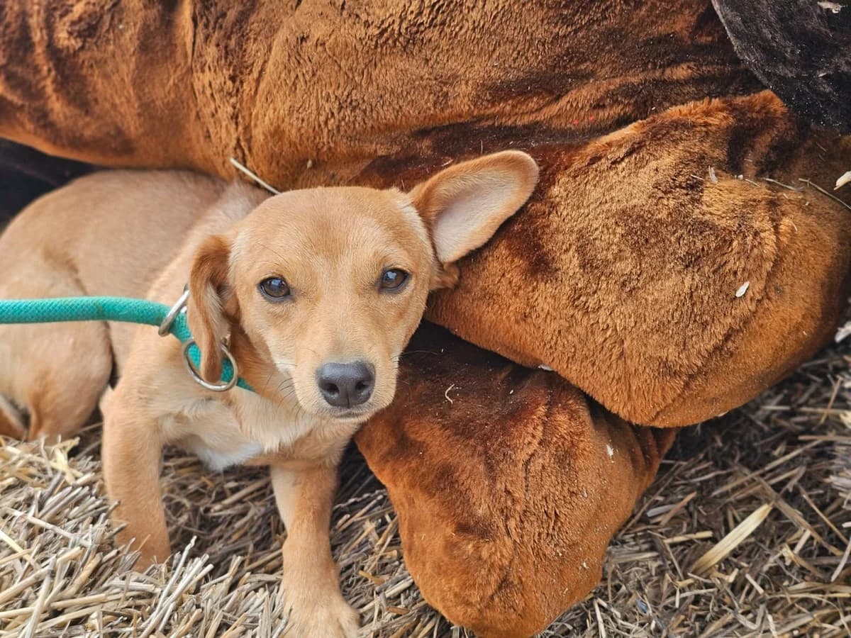 Bibic B, male puppy Mixed Breed for adoption at Hundepfoten Steinfurt e.V., Nordwalde