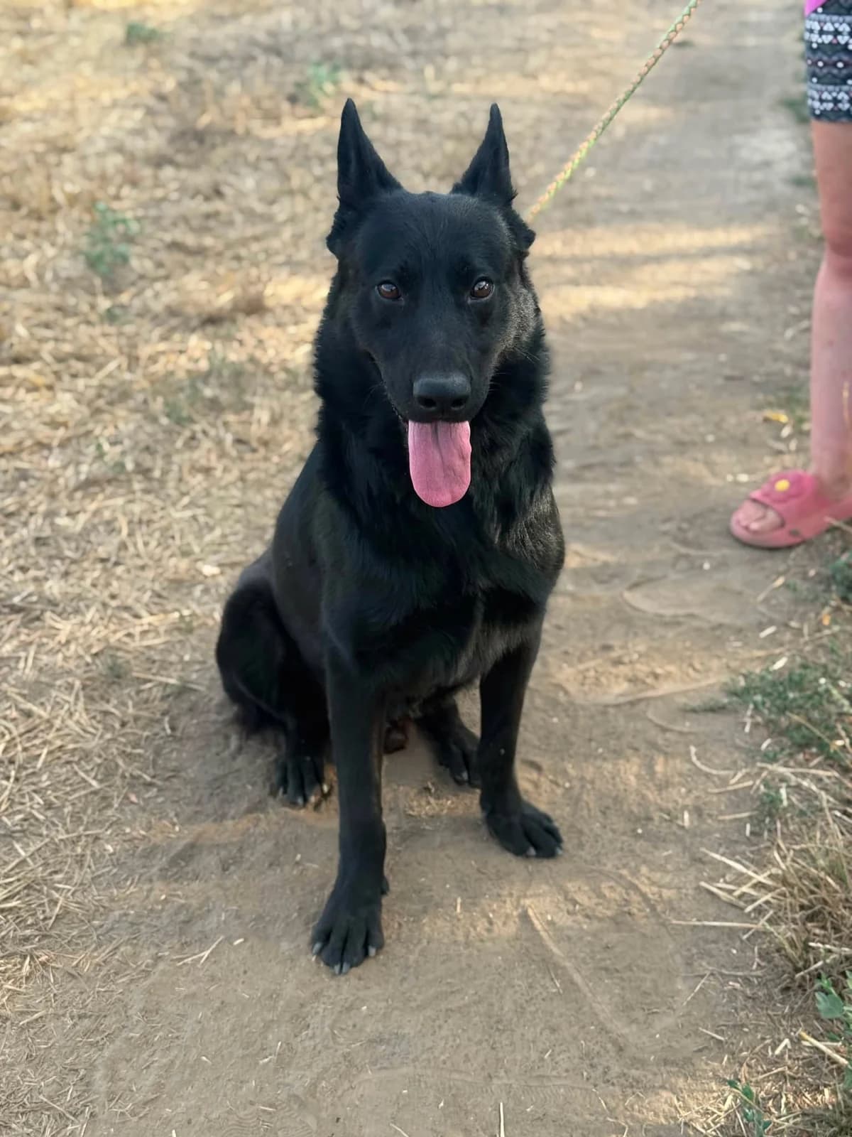 Blackie B, male Mixed Breed for adoption at Hundepfoten Steinfurt e.V., Nordwalde