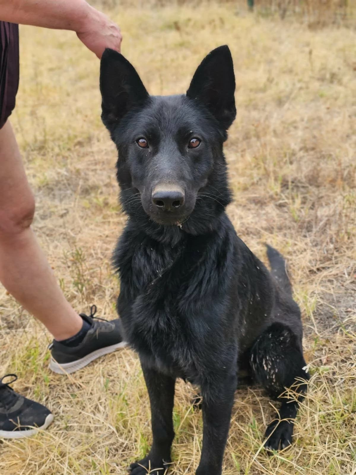 Blackie B, male Mixed Breed for adoption at Hundepfoten Steinfurt e.V., Nordwalde