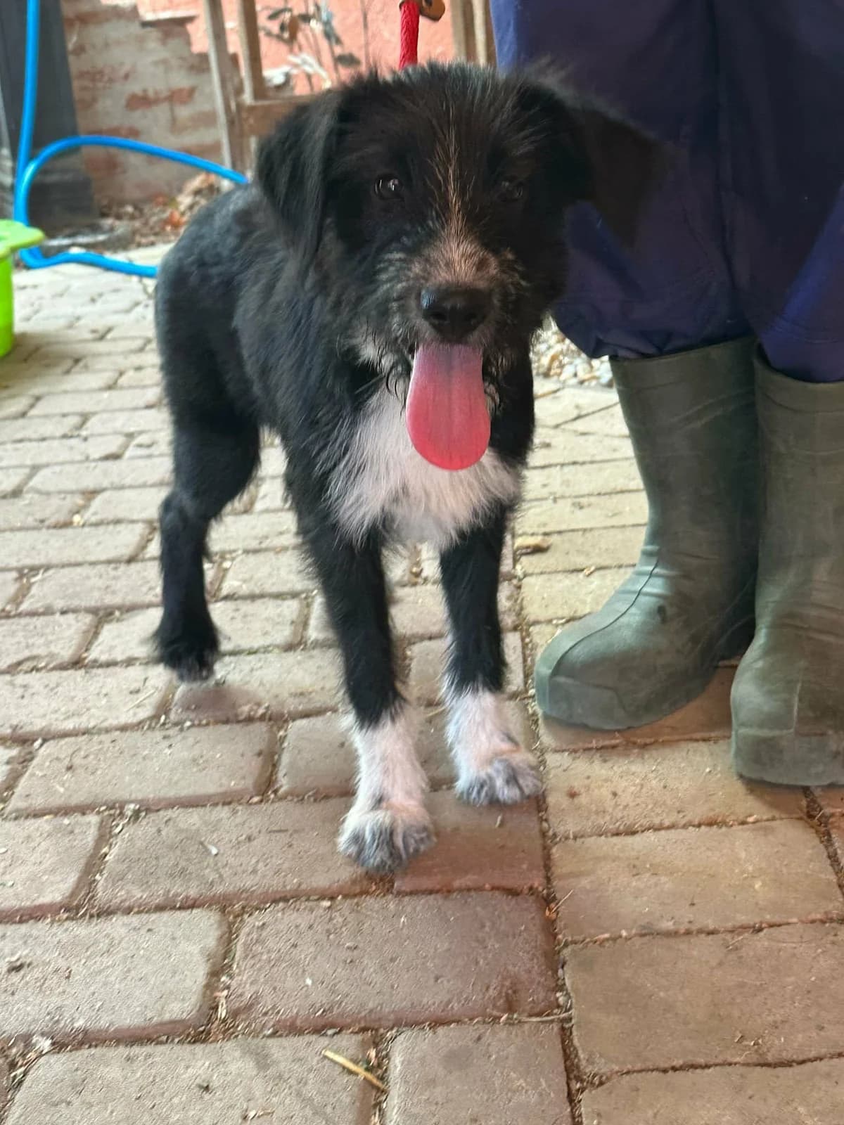 Blanka T, female puppy Mixed Breed for adoption at Hundepfoten Steinfurt e.V., Nordwalde