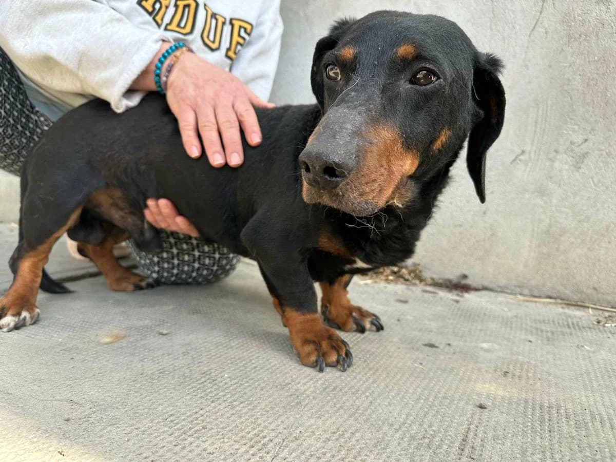 Bobi T, male senior Mixed Breed for adoption at Hundepfoten Steinfurt e.V., Nordwalde