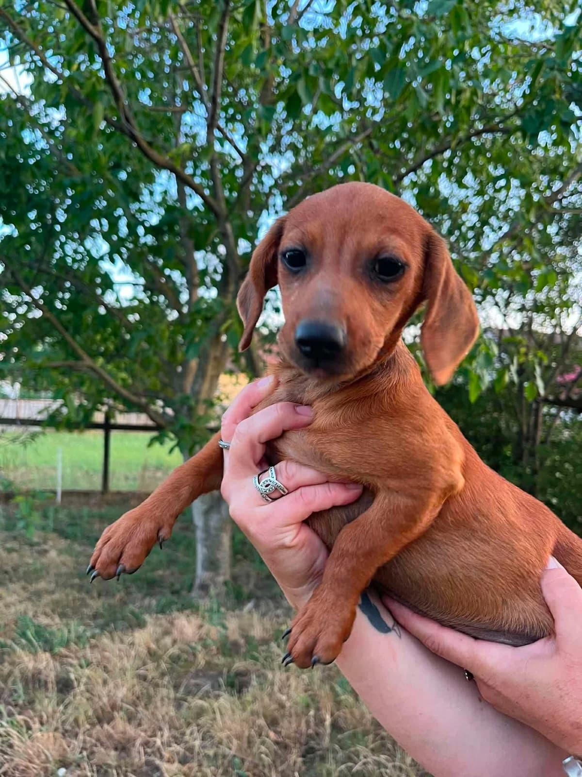 Bonbonetti B, female puppy Mixed Breed for adoption at Hundepfoten Steinfurt e.V., Nordwalde