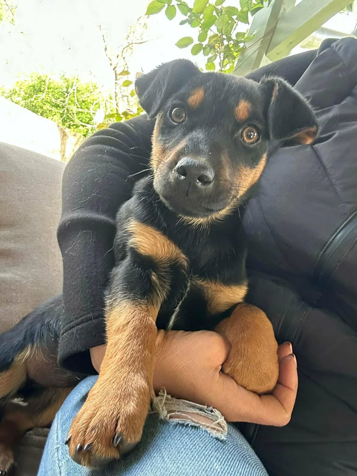 Boni T, female puppy Mixed Breed for adoption at Hundepfoten Steinfurt e.V., Nordwalde