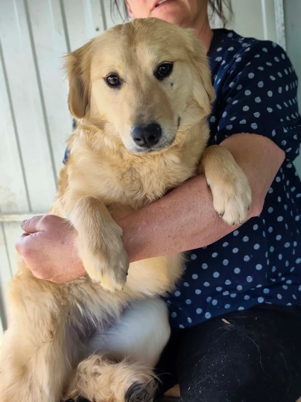 Bonita B, female young Mixed Breed for adoption at Hundepfoten Steinfurt e.V., Nordwalde