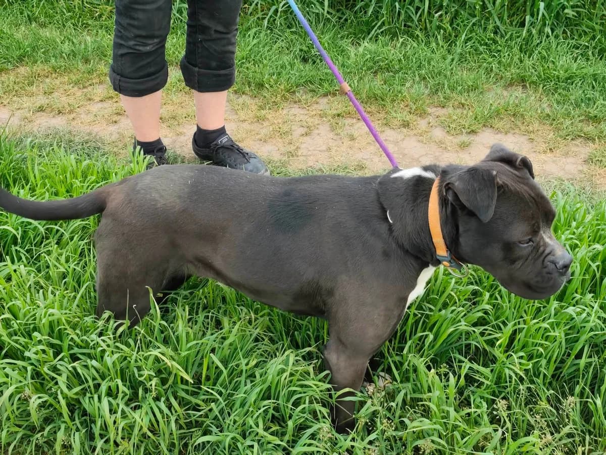 Bonnie B, female Mixed Breed for adoption at Hundepfoten Steinfurt e.V., Nordwalde