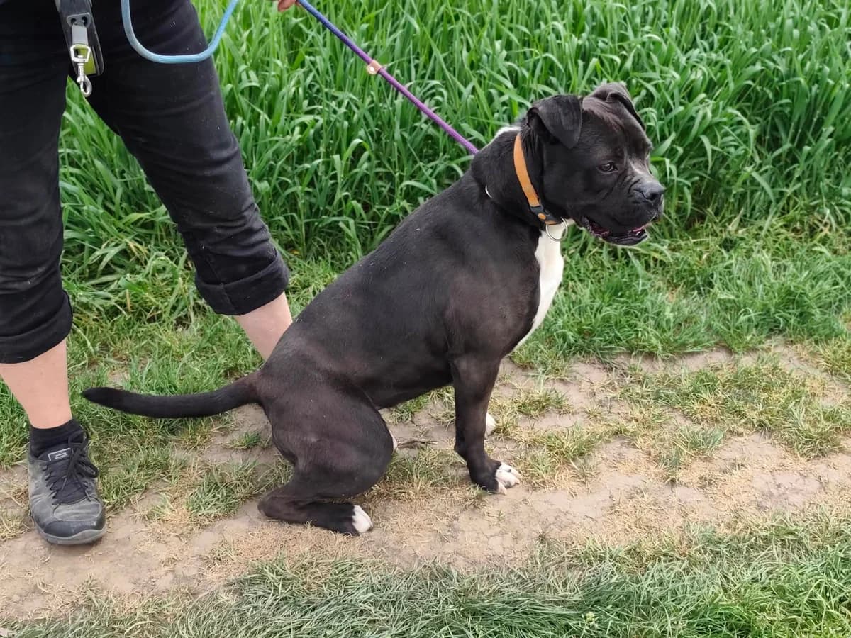 Bonnie B, female Mixed Breed for adoption at Hundepfoten Steinfurt e.V., Nordwalde
