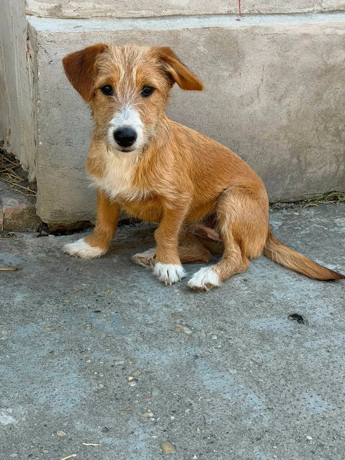 Boroka T, female puppy Mixed Breed for adoption at Hundepfoten Steinfurt e.V., Nordwalde