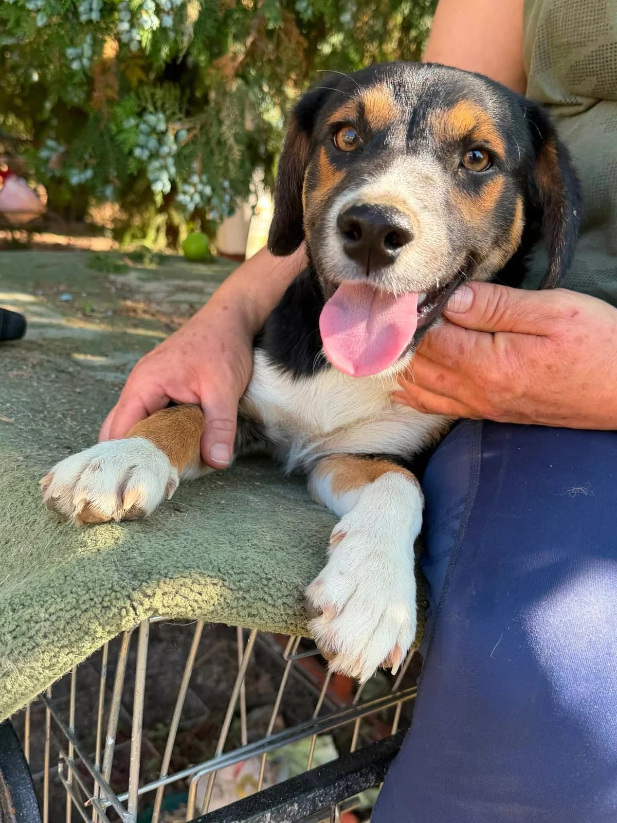 Botond T, male puppy Mixed Breed for adoption at Hundepfoten Steinfurt e.V., Nordwalde