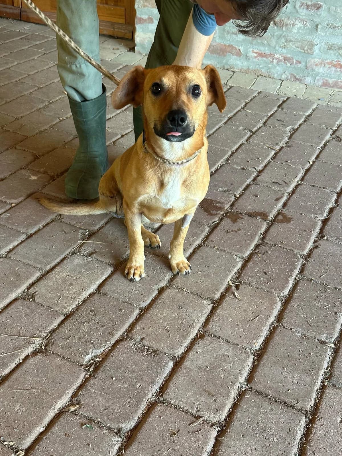 Brandon T, male Mixed Breed for adoption at Hundepfoten Steinfurt e.V., Nordwalde