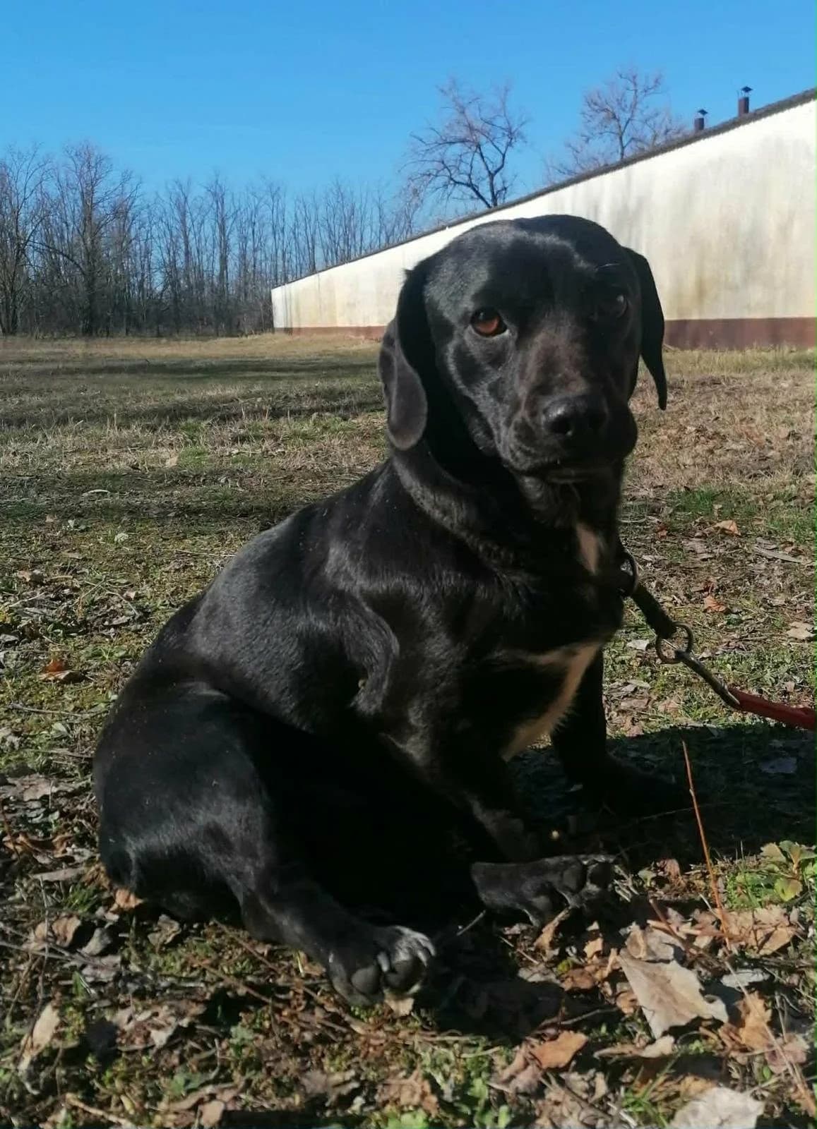 Brookly T, male 5yo Mixed Breed for adoption at Hundepfoten Steinfurt e.V., Nordwalde