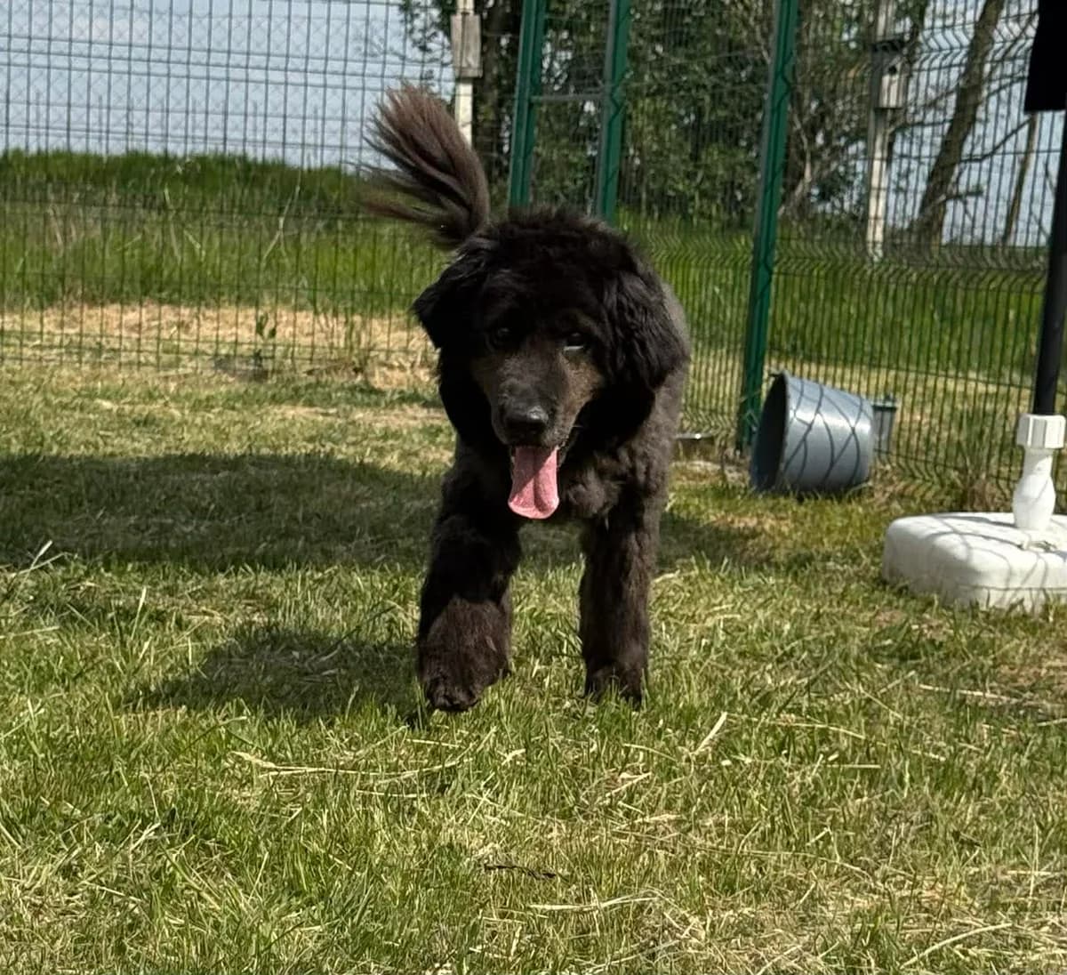 Bruce B, male 7yo Mixed Breed for adoption at Hundepfoten Steinfurt e.V., Nordwalde