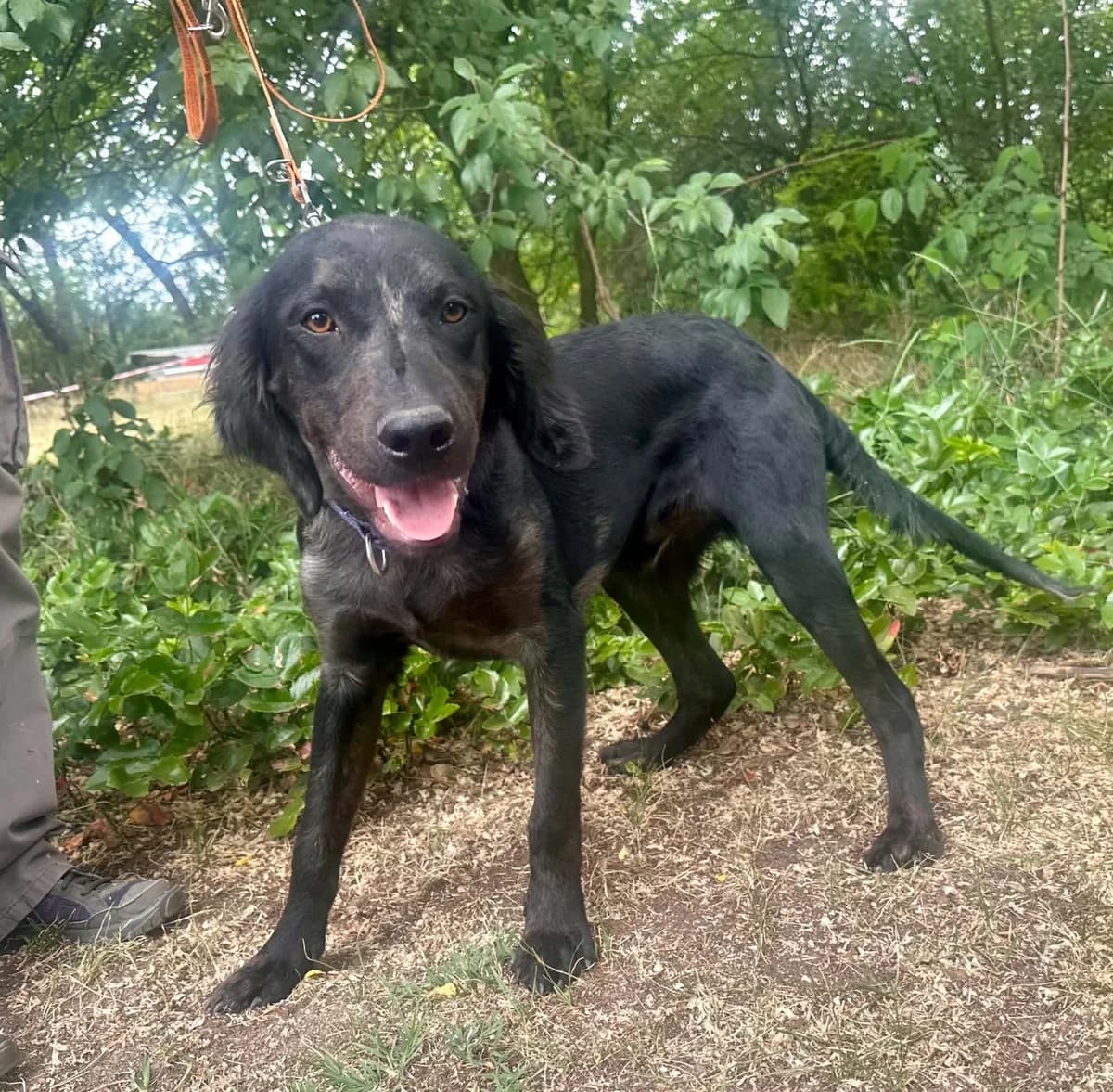 Buddha BE, Mixed Breed for adoption at Hundepfoten Steinfurt e.V., Nordwalde