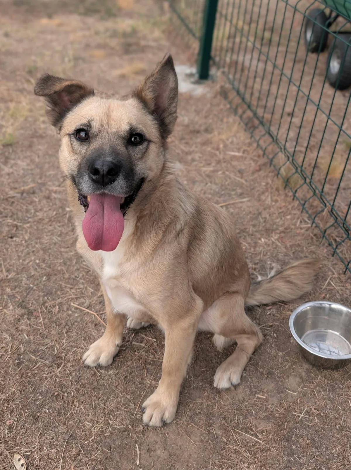 👉 Zurück, male 3yo Mixed Breed for adoption at Hundepfoten Steinfurt e.V., Nordwalde