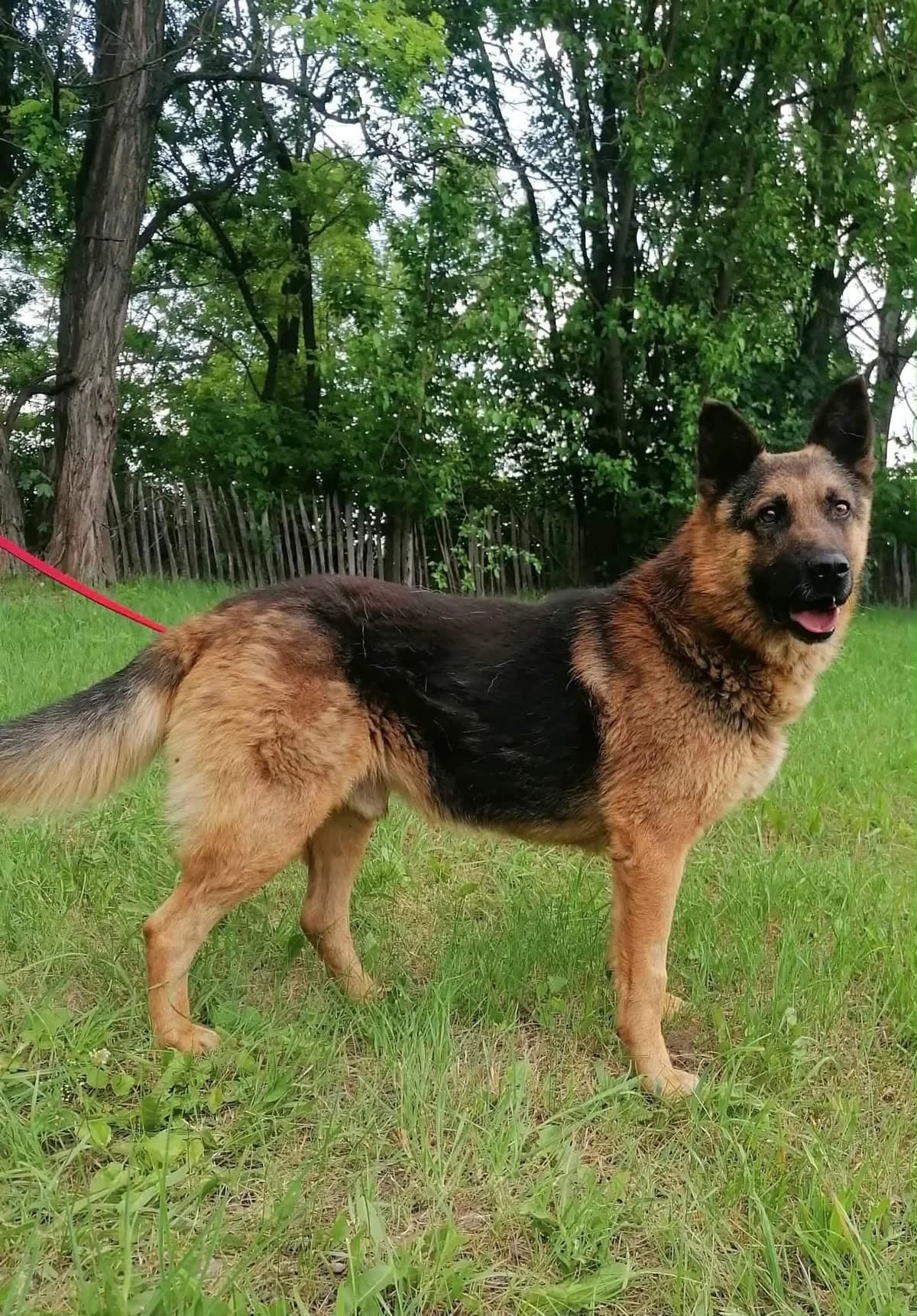 Cesar T, male Mixed Breed for adoption at Hundepfoten Steinfurt e.V., Nordwalde