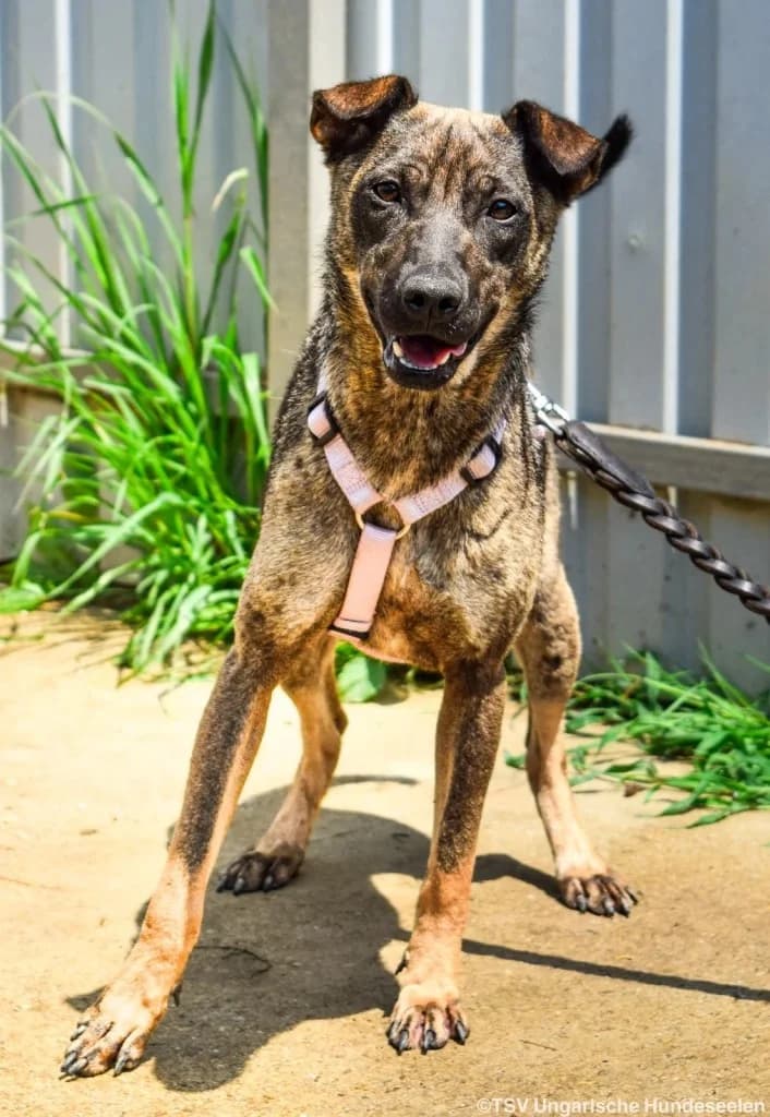 Cheryl C, female 4yo Mixed Breed for adoption at Hundepfoten Steinfurt e.V., Nordwalde