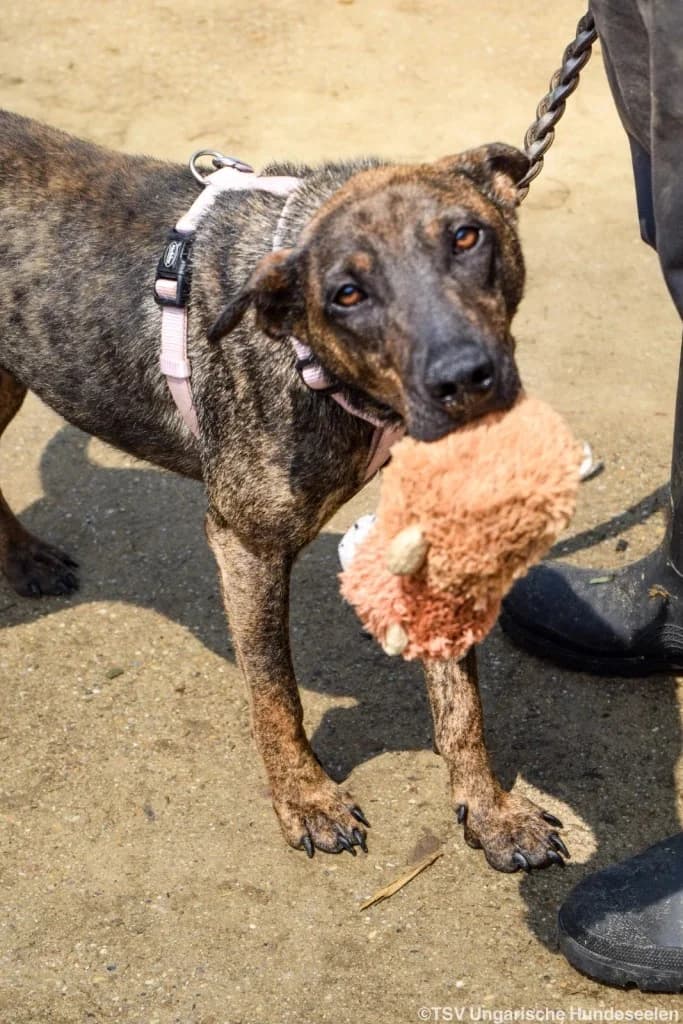 Cindy C, female 4yo Mixed Breed for adoption at Hundepfoten Steinfurt e.V., Nordwalde