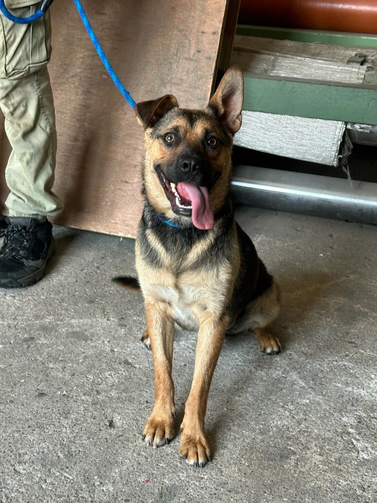 Clark T, male young Mixed Breed for adoption at Hundepfoten Steinfurt e.V., Nordwalde