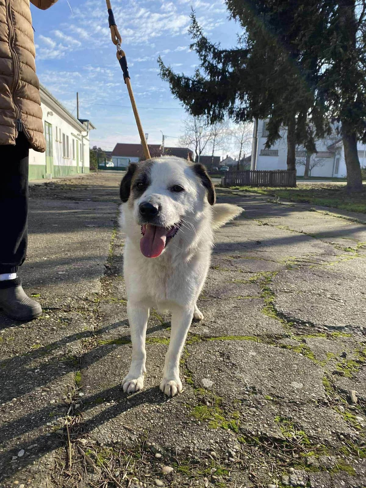 Cooper 1 T, male puppy Mixed Breed for adoption at Hundepfoten Steinfurt e.V., Nordwalde